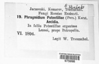 Phragmidium potentillae image
